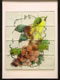 Gallery: Pears and Grapes, fused glass, 16 x 20