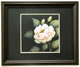 Gallery: White Rose 16" x 20"  - SOLD!